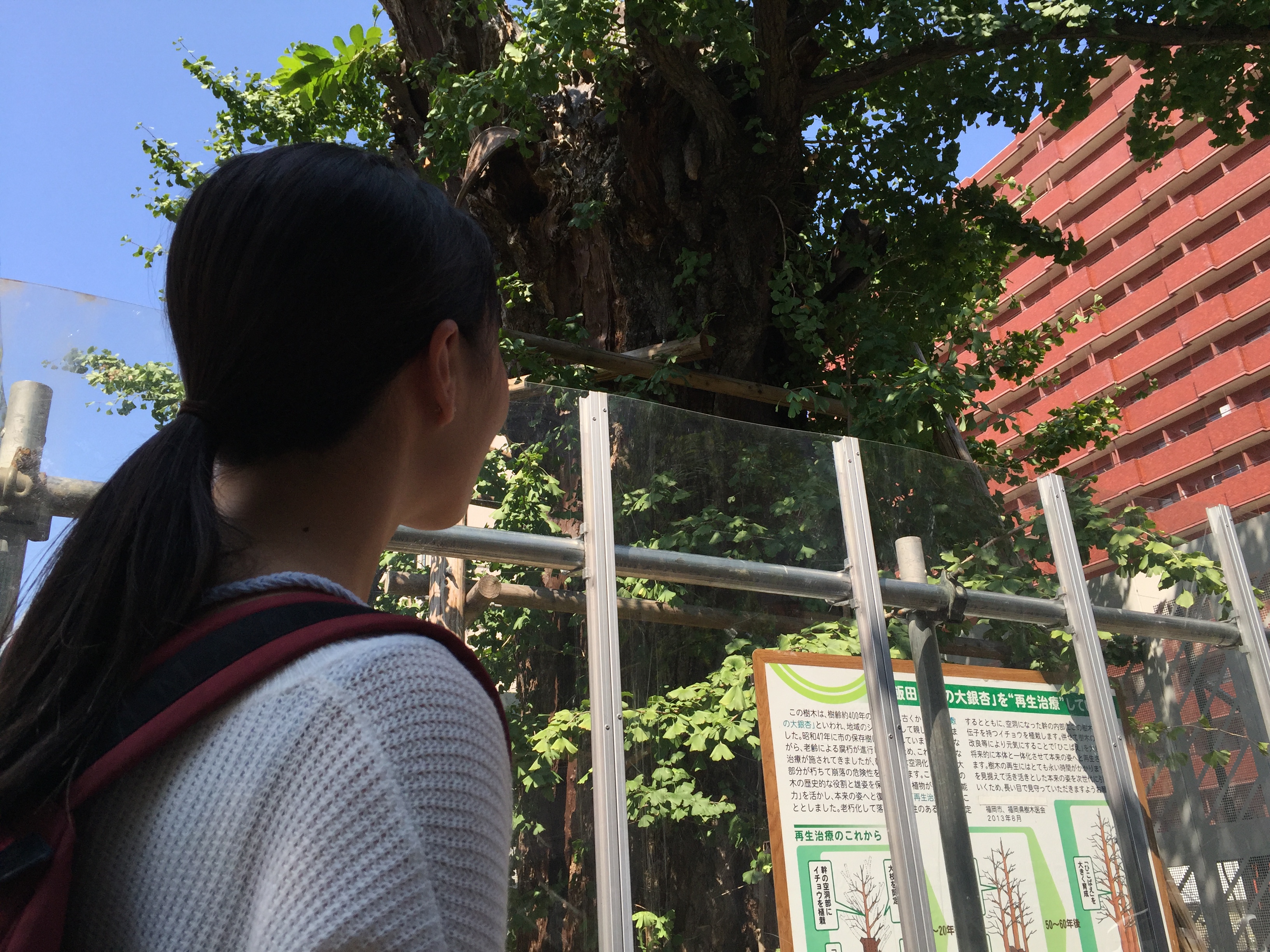 飯田屋敷の大銀杏