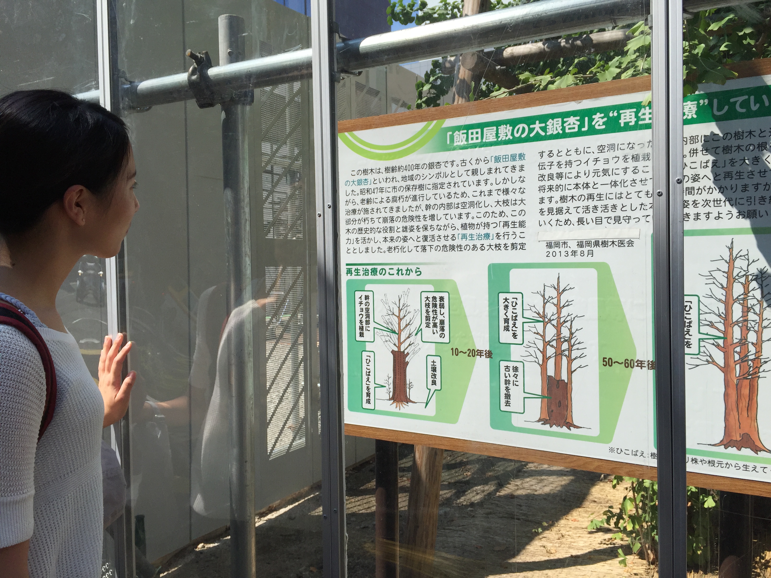 飯田屋敷の大銀杏