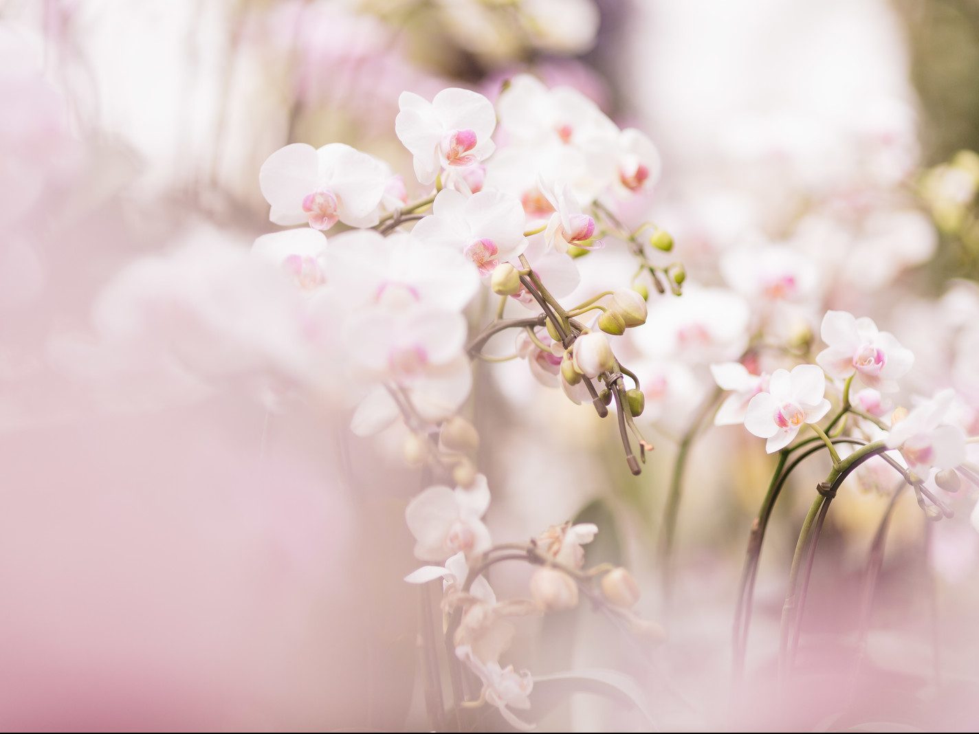 社長就任お祝いー底抜けに明るいYさん