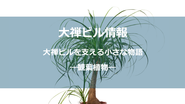 観葉植物