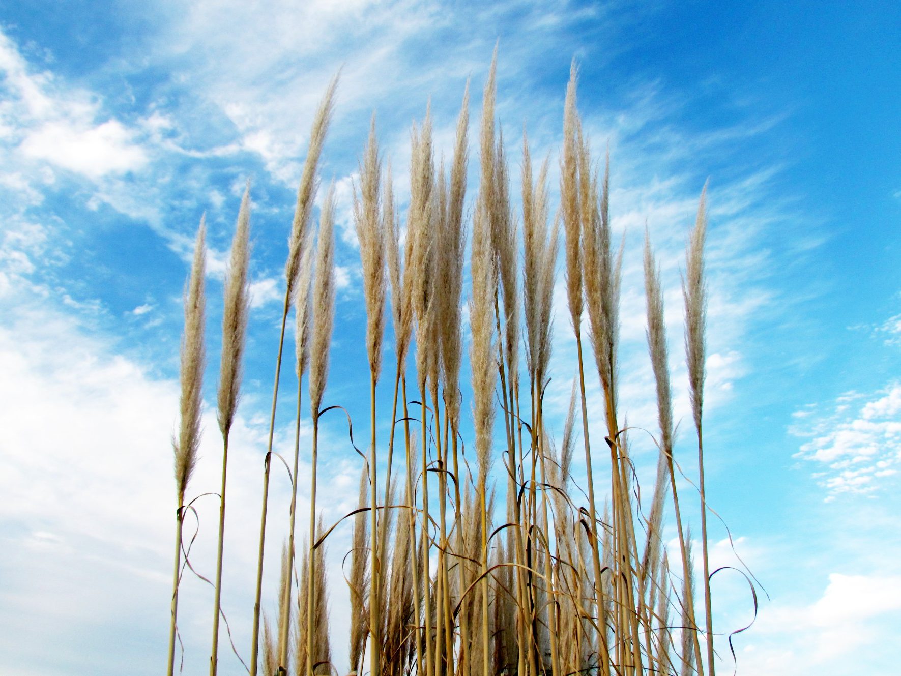 葦 (1)